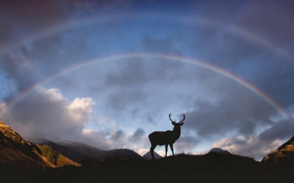 Red Deer Stag in Glencoe Scottish Highlands Scotland. Silhouette of a wild deer with a double rainbow in the dramatic sky above set against mountains of the Scottish Highlands