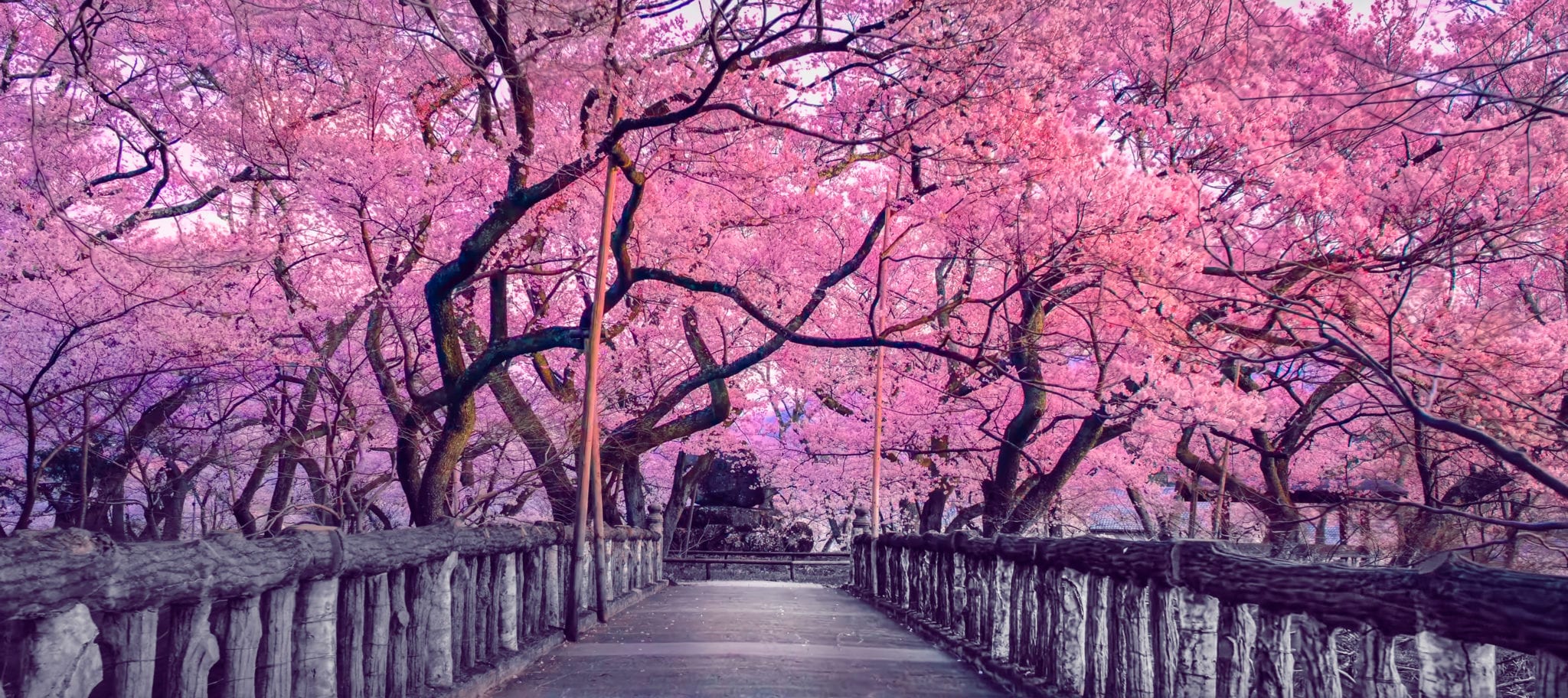 Sakura — The Ephemeral Beauty Of Japan's Cherry Blossoms