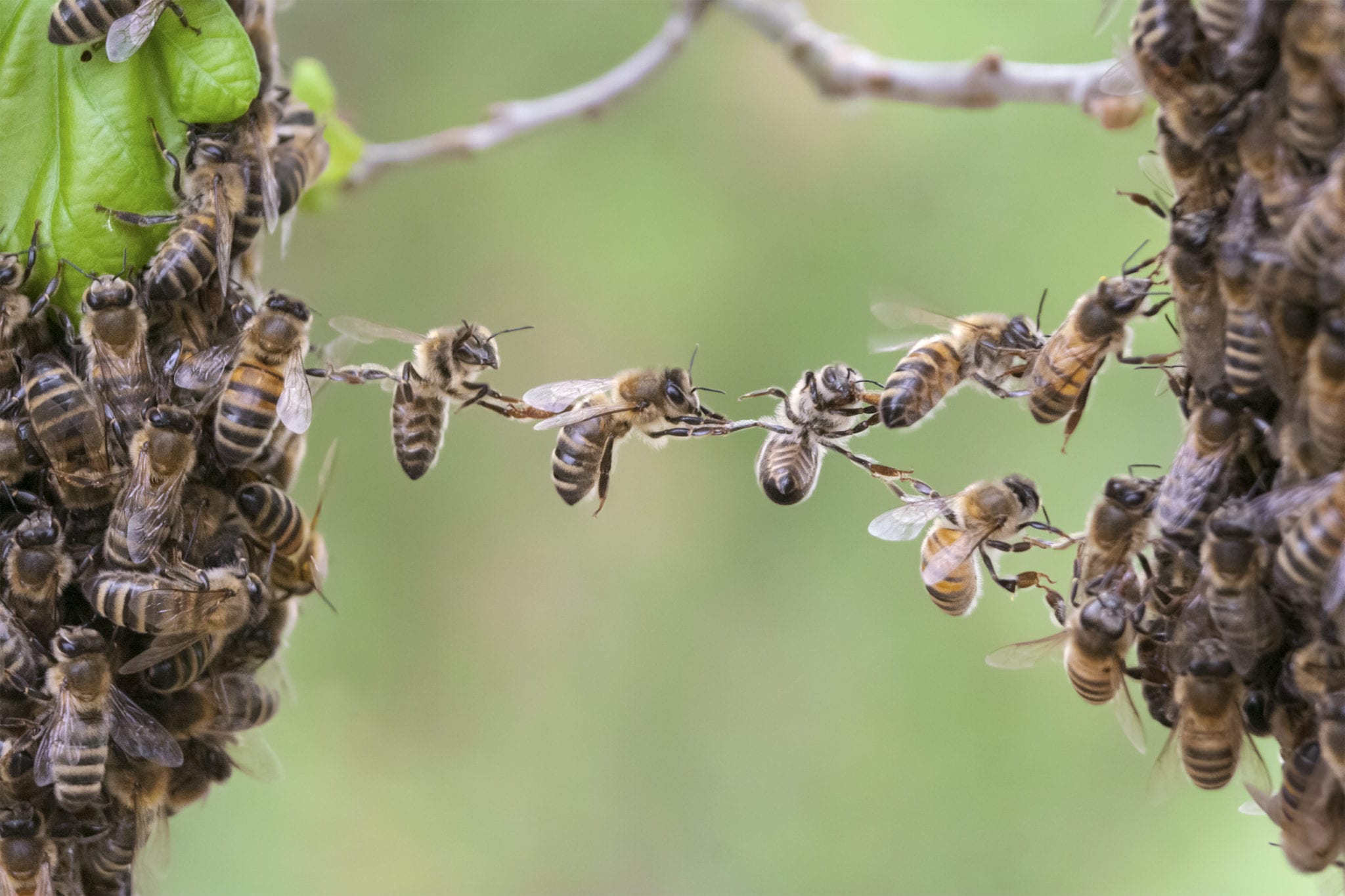 We Tracked Male Honeybees For Two Years To Find Out Where They Look For Sex Reaction 1648