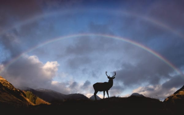 Red Deer Stag in Glencoe Scottish Highlands Scotland nature silhouette with a double rainbow in the sky above