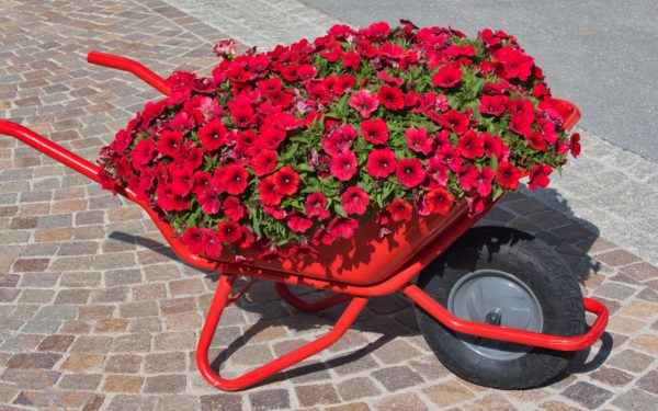 High angle view of wheelbarrow filled with beautiful red flowers by pedestrian walkway