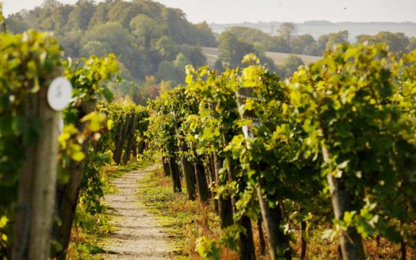 Chardonnay grape harvest at Hambledon Vineyard and winery, Hampshire