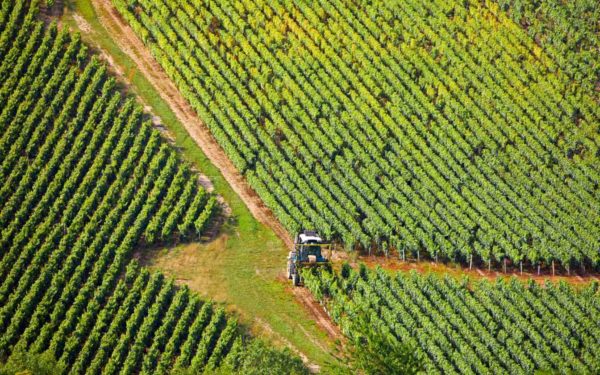 Vineyards of Chardonnay, Chablis, Yonne, Bourgogne, Burgundy, France