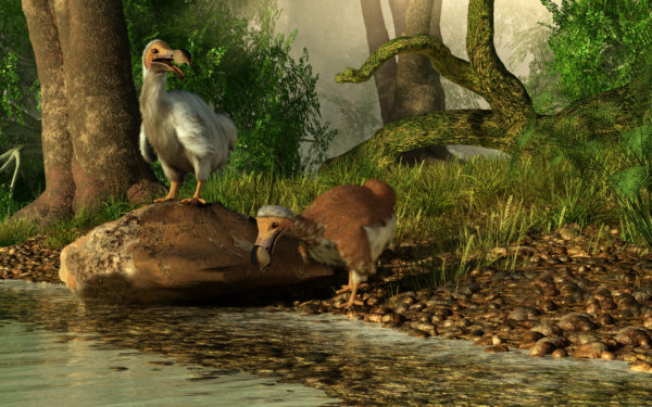 dodo extinct
