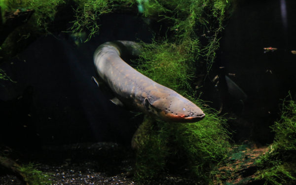 An electric eel emerges from the algae.