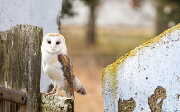 Portrait of bright form of barn owl sitting on the fence