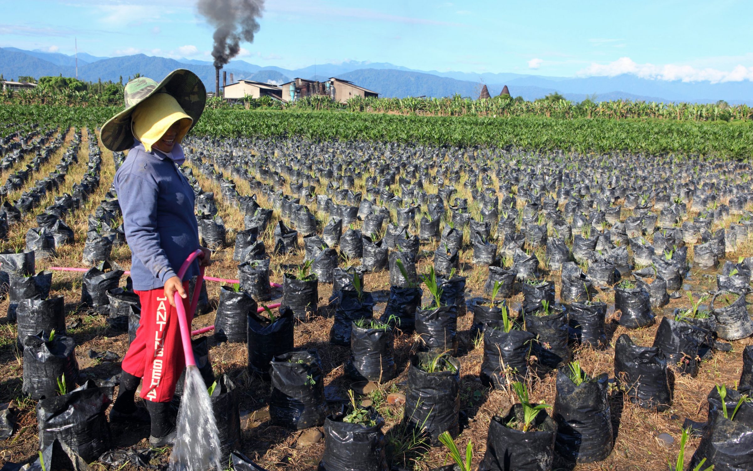 A woman waters young palm oil plants at a nursery with palm oil refinery in the background. Binjai, North Sumatra, Indonesia