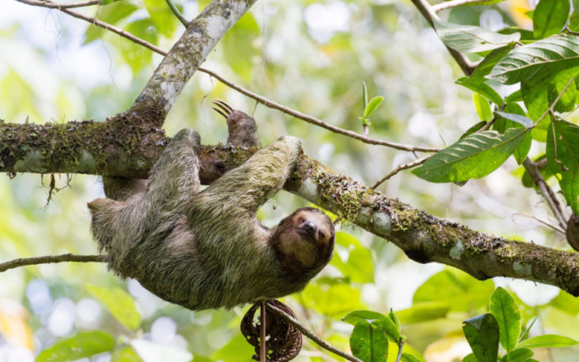 three-toed sloth hanging onto tree branch in rainforest, Costa Rica, central America