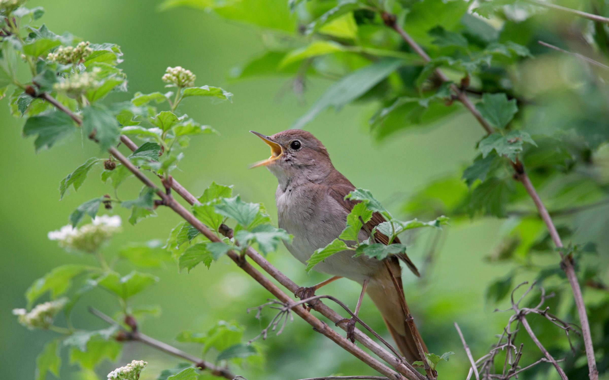 Singing common nightingale / rufous nightingale (Luscinia megarhynchos) male perched in tree in spring - soundscape