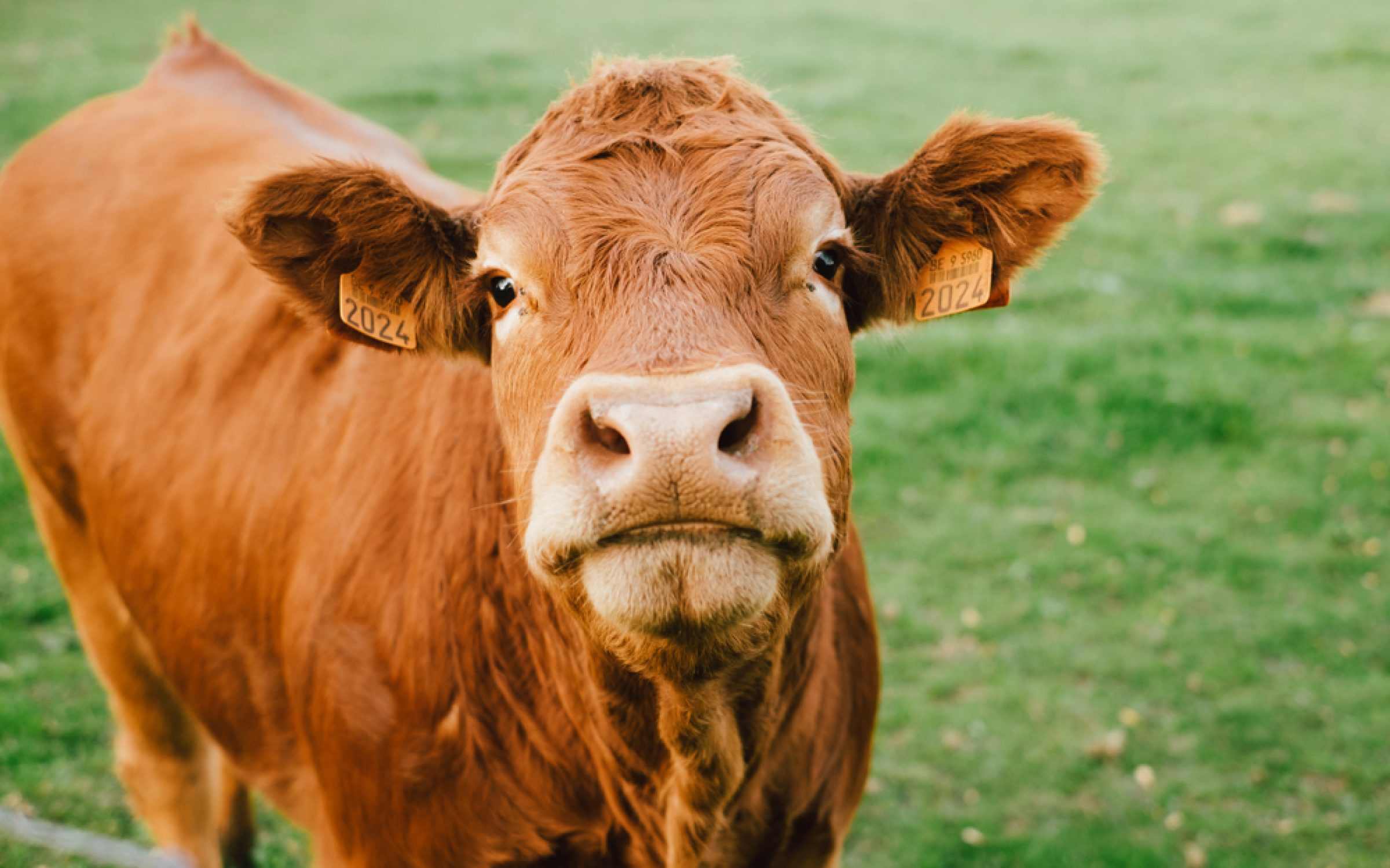 Northern Irish Limousin cow looking at the camera in a field