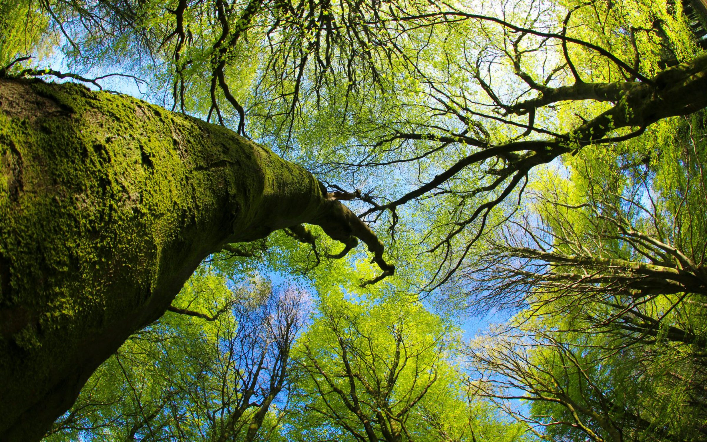 A beech woodland through a fish-eye lens in spring with fresh green leaves