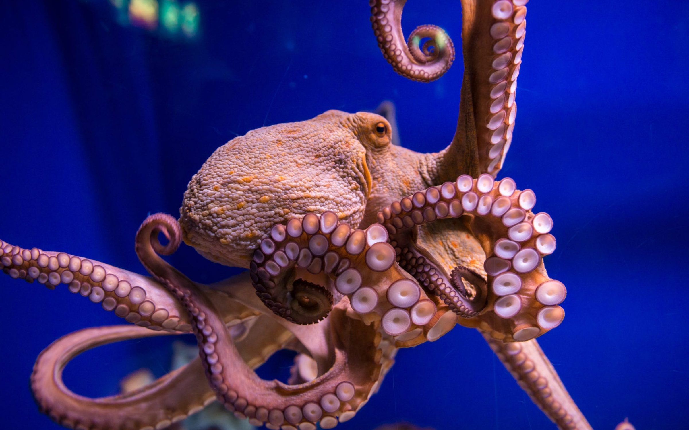 Осьминог это животное или нет. Длиннощупальцевый Спрут. Осьминог Octopus vulgaris. Осьминог Кракен. Осьминог Дамбо.