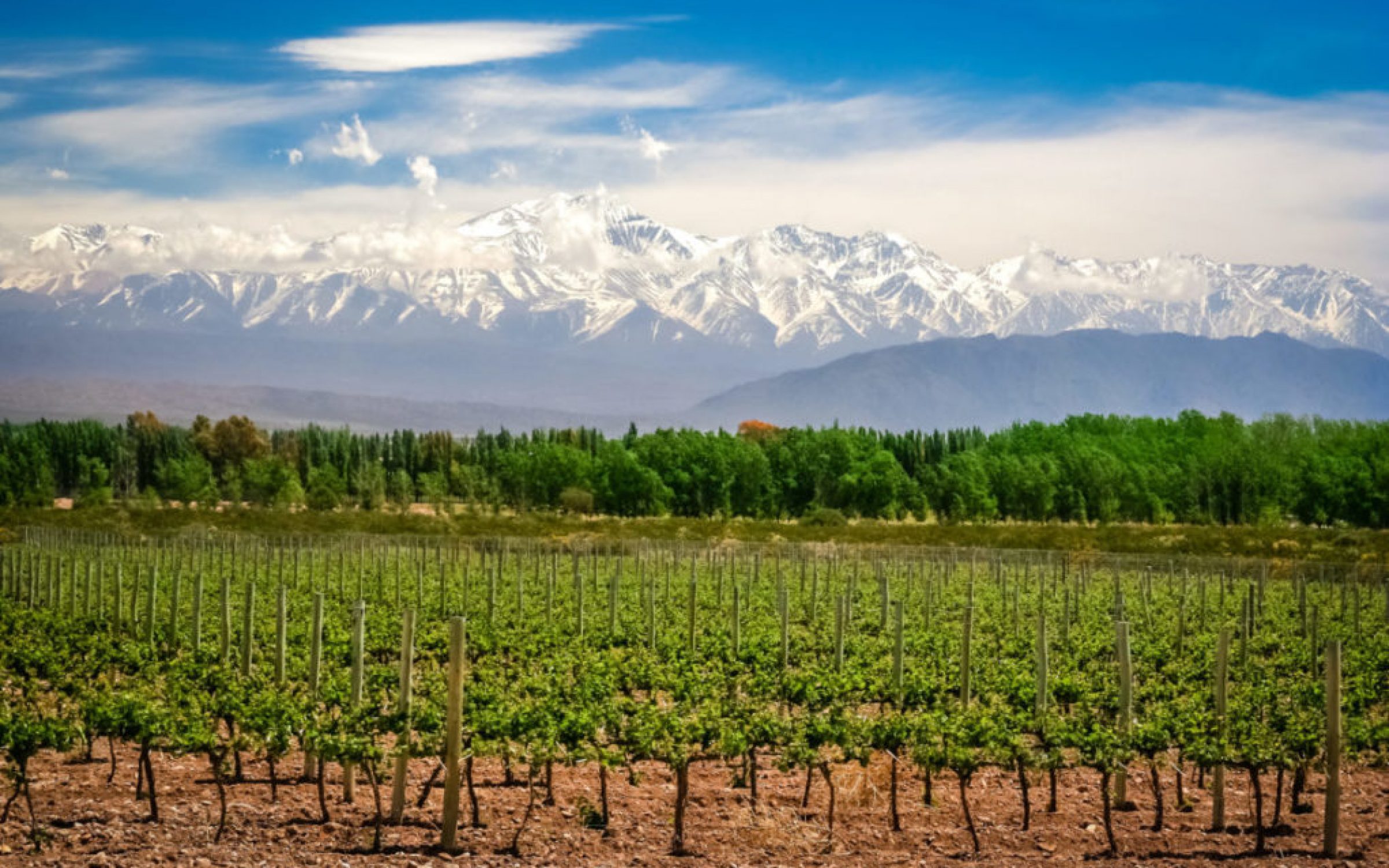 argentinian wines organic vineyard